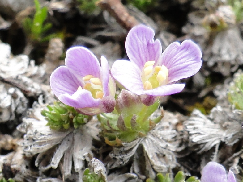 Petrocallis pyrenaica / Petrocallide dei Pirenei